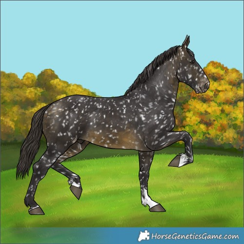 Horse Color:Buckskin Snowflake Varnish