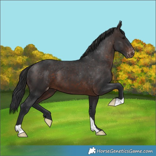 Horse Color:Brown Appaloosa 