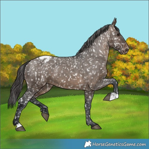 Horse Color:Brown Dun Appaloosa 