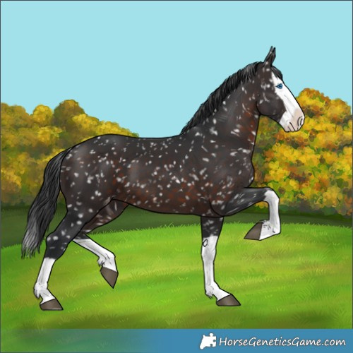 Horse Color:Brown Splash Appaloosa 