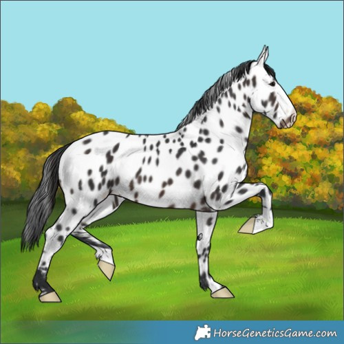 Horse Color:Brown Appaloosa 