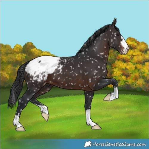 Horse Color:Brown Appaloosa 
