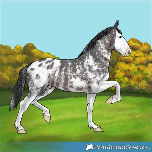 Horse Color:Brown Sabino Splash Blanket 