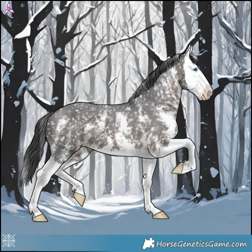 Horse Color:Brown Sabino Splash Appaloosa 