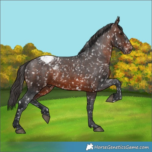 Horse Color:Brown Appaloosa