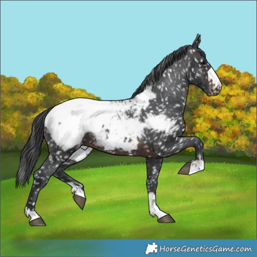 Horse Color:Brown Appaloosa