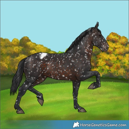 Horse Color:Brown Appaloosa