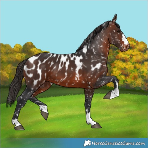 Horse Color:Brown Appaloosa 