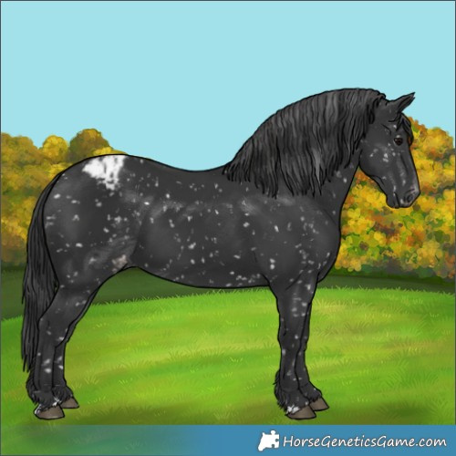 Horse Color:Black Appaloosa 