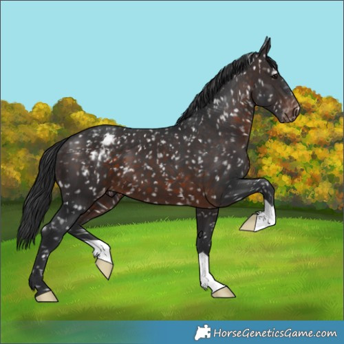 Horse Color:Brown Appaloosa