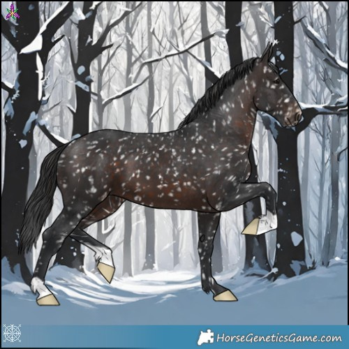 Horse Color:Brown Appaloosa