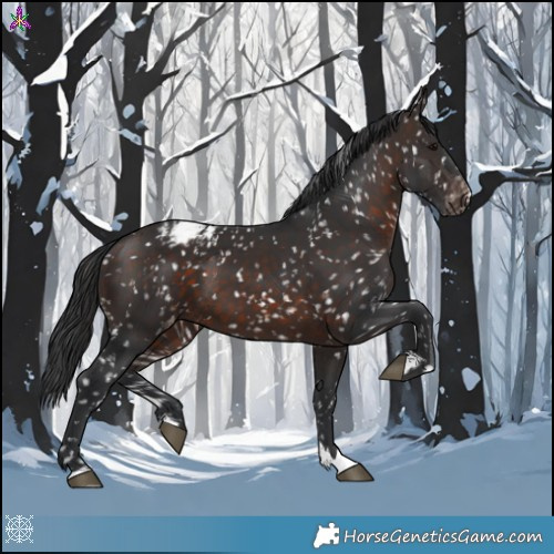 Horse Color:Brown Appaloosa