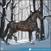 Horse Color:Brown Appaloosa 