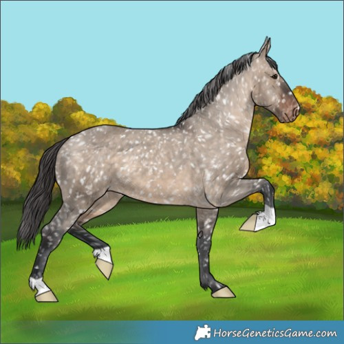 Horse Color:Brown Dun Appaloosa 