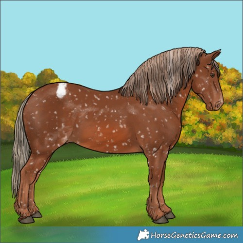 Horse Color:Chestnut Appaloosa 