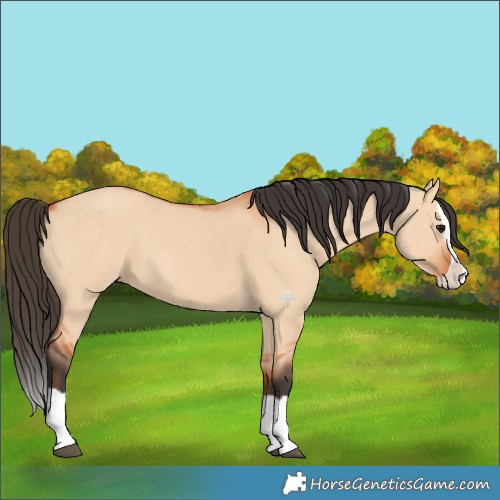 Horse Color:Bay Dun Splash 
