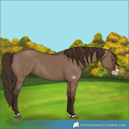 Horse Color:Liver Red Dun Splash 