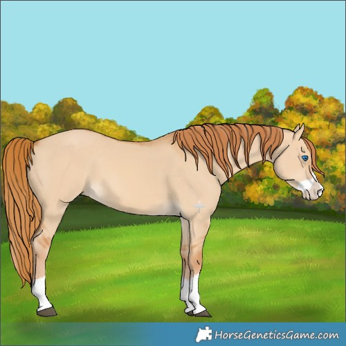 Horse Color:Red Dun Splash 
