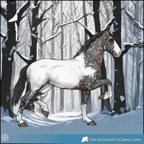 Horse Color:Brown Appaloosa