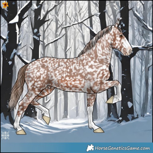 Horse Color:Chestnut Appaloosa 