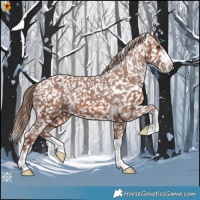 Horse Color:Chestnut Appaloosa