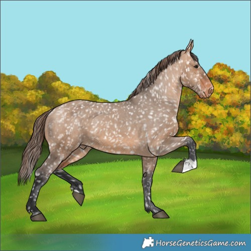 Horse Color:Bay Dun Snowflake Varnish