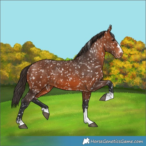 Horse Color:Bay Appaloosa 