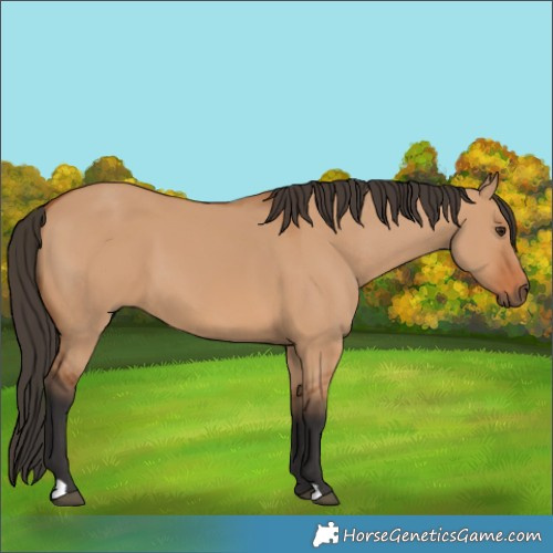 Horse Color:Bay Dun 