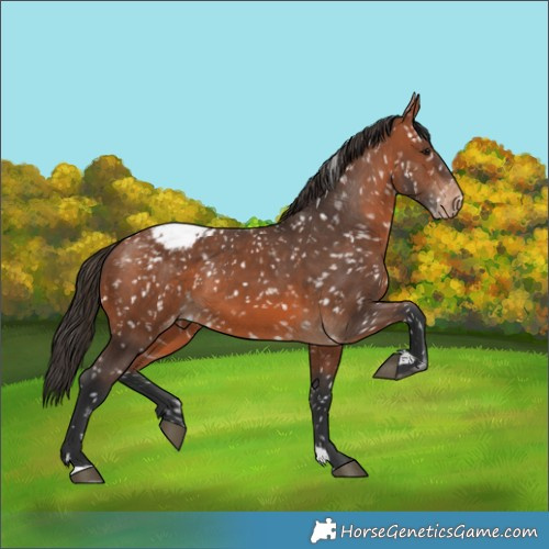 Horse Color:Bay Appaloosa 