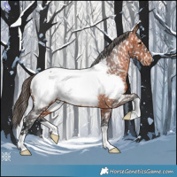 Horse Color:Bay Snowcap 