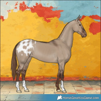 Horse Color:Liver Red Dun Appaloosa 