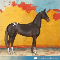 Horse Color:Liver Chestnut Appaloosa
