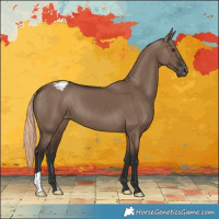 Horse Color:Liver Red Dun Appaloosa 
