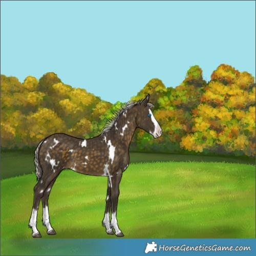 Horse Color:White Spotted Silver Buckskin Splash Appaloosa 