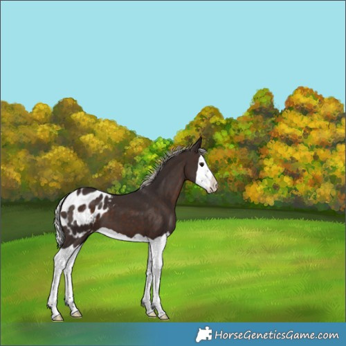 Horse Color:Silver Brown Splash Appaloosa 