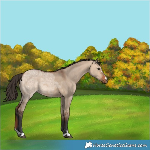 Horse Color:Bay Ice Dun 