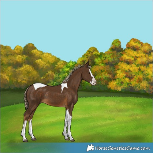 Horse Color:Chocolate Palomino Splash Tobiano Rabicano 