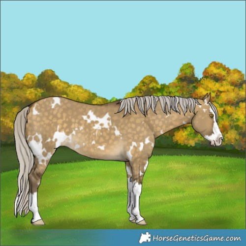 Horse Color:White Spotted Silver Buckskin Dun Splash 