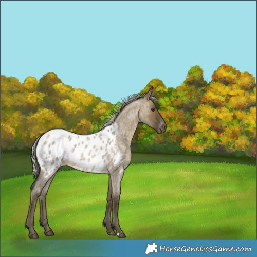 Horse Color:Silver Buckskin Roan Dun Appaloosa 