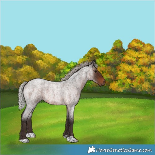 Horse Color:Silver Brown Roan 