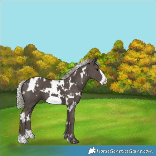 Horse Color:White Spotted Silver Black Frame 