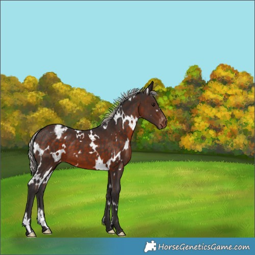 Horse Color:White Spotted Silver Brown Appaloosa 