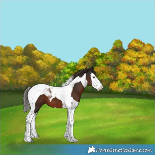 Horse Color:Liver Chestnut Splash Tobiano 