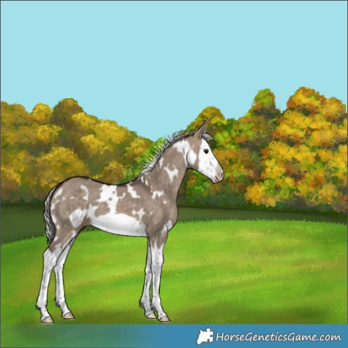 Horse Color:White Spotted Silver Brown Dun Splash Frame 