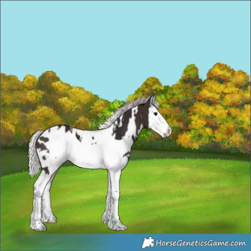 Horse Color:White Spotted Silver Brown Splash Frame Appaloosa 