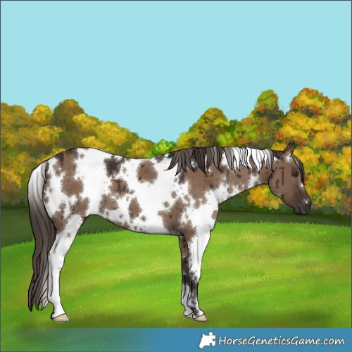 Horse Color:White Spotted Liver Red Dun Brindle 