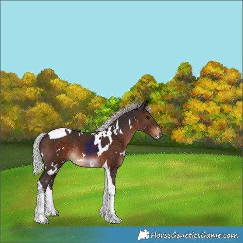 Horse Color:White Spotted Silver Brown Tobiano Rabicano 