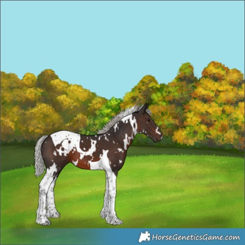 Horse Color:White Spotted Silver Brown Tobiano 