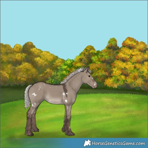 Horse Color:White Spotted Silver Grullo Appaloosa 