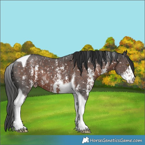 Horse Color:Liver Chestnut Sabino Tobiano Appaloosa 
